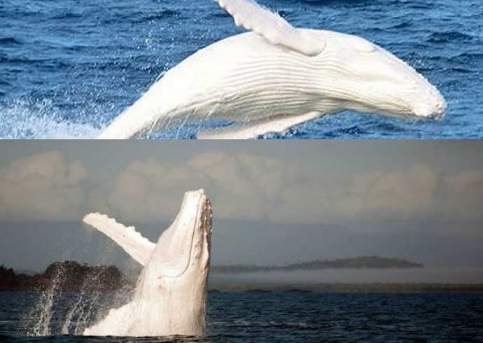 Vzácne zábery bielej veľryby, ktoré vidieť len raz za život