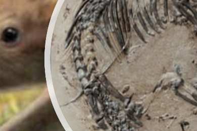 Video: Vedci objavili 125 miliónov rokov starú fosíliu cicavca s ostňami