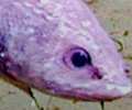 Video: Vedci nafilmovali neznámy druh ryby v Mariánskej priekope v rekordnej hĺbke